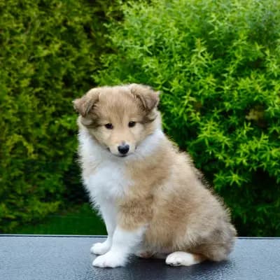 Luxiole Adventure Of A Lifetime – Shetland Sheepdog Welpe, Baden-Württemberg, Criado por Luxiole