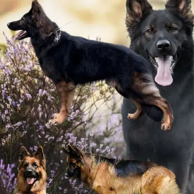 Wurfwiederholung Sommer 2026 – Altdeutscher Schäferhund Welpe, Baden-Württemberg, Raised by Altdeutsche Schäferhunde vom Hofe Sankt-Katharina