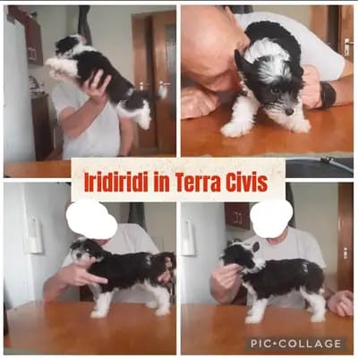 Iridiridi – Chinese Crested Dog Welpe, Bayern, Aufgezogen von Terra Civis - Ich bin nichts für schwache Nerven
