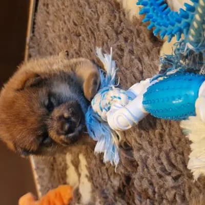 B-vom hundecampus – Shiba Inu Welpe, Salzburg, 由...饲养 Shiba Inu vom hundecampus