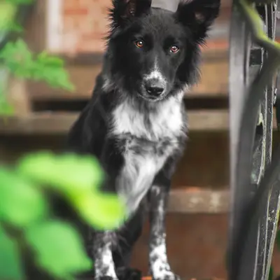A-Wurf – Border Collie Wurf, Brandenburg, Raised by Beyond Borders Border Collies