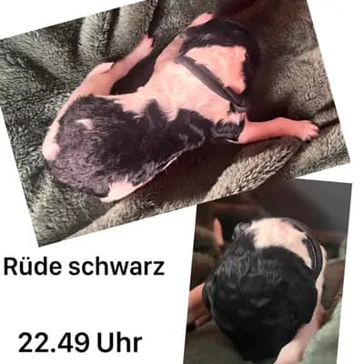 Schwarz – Großpudel (Königspudel) Welpe, Mecklenburg-Vorpommern, 由...饲养 Airedaleterrierof Ravenclaw