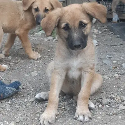Finn – Mischling, Im Tierheim Animal Souls e.V.