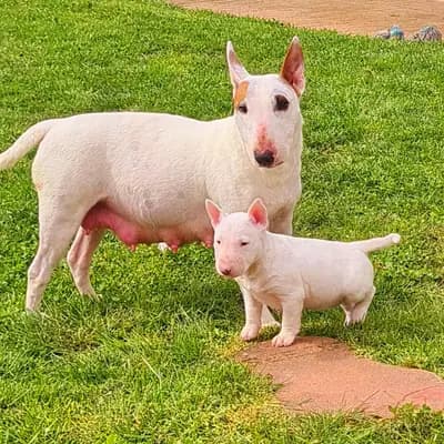 Aura – Miniature Bullterrier Welpe, Baden-Württemberg, 由...饲养 Von den Walliser's