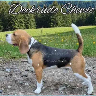 Beagle-Deckrüde \"Chewie\" – Beagle Welpe, Bayern, 由...饲养 Beagle von der Theresienhöhe