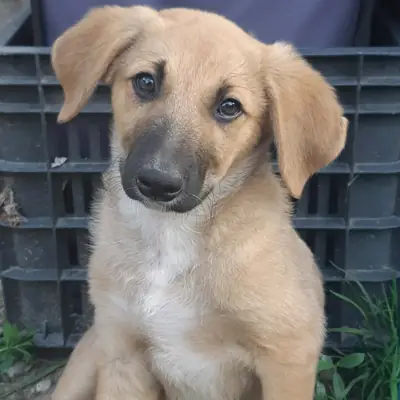 Paul – Mischling, Im Tierheim Animal Souls e.V.