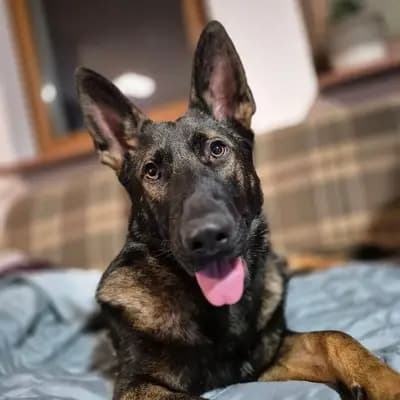 Deutscher Schäferhund Rüde Cross – Deutscher Schäferhund Welpe, Saxony, 由...饲养 Deutsche Schäferhunde " vom Eichenwäldchen "
