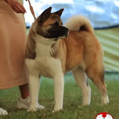 D-Wurf – 美国秋田犬 Wurf, Baden-Württemberg, 由...饲养 On the highest