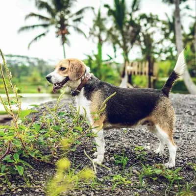 Beagle