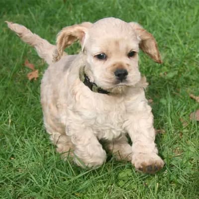 American Cocker Spaniel – Hunderasse