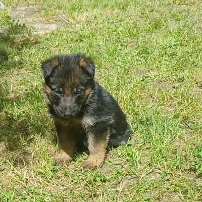 Leo – Deutscher Schäferhund Welpe, Mecklenburg-Vorpommern, 由...饲养 Frank Herholz