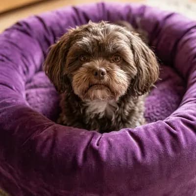 Zauberhafte Schoko Tan Hündin 4 Jahre alt sucht neues Zuhause – Bolonka Zwetna (Nationale Rasse) Welpe, Thüringen, 由...饲养 1. Maltipoo Zucht in Thüringen