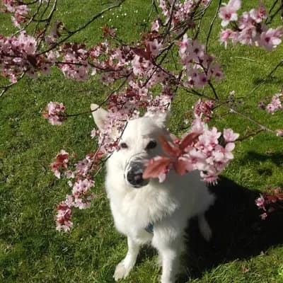 Liebevolle weiße Schäferhündin Chloe sucht ein neues Zuhause – Weißer Schweizer Schäferhund Welpe, Nordrhein-Westfalen, 由...饲养 Weißer Schweizer Schäferhund Zucht