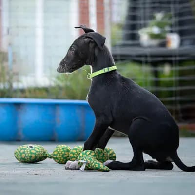Cortijo – Galgo Espanol Welpe, Niedersachsen, 由...饲养 del Luna y Sol