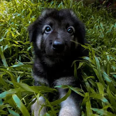 Kaizer – Deutscher Schäferhund Welpe, Berlin, 由...饲养 Beispiel-Profil