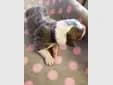 Lukas – Bearded Collie Welpe, Sachsen, 由...饲养 Heart Diamond Bearded Collies