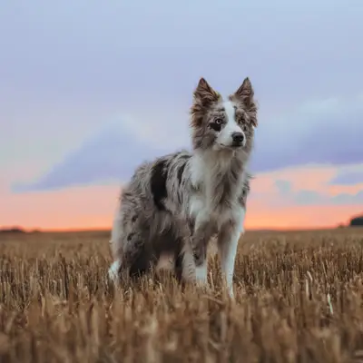 A-Wurf – Border Collie Wurf, Brandenburg, Raised by Beyond Borders Border Collies