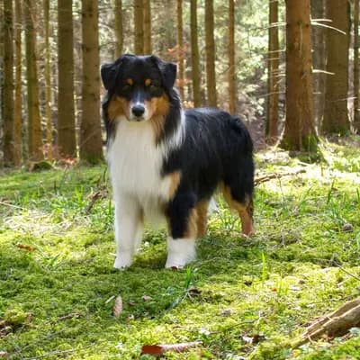 Rasmus