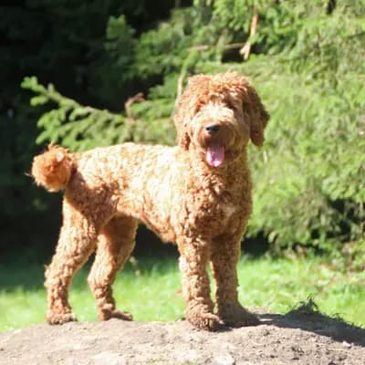 Pepita