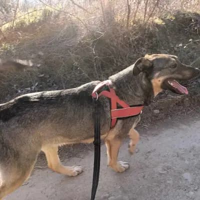 Bruno – 混种狗, Baden-Württemberg, Im Tierheim Animal Souls e.V.