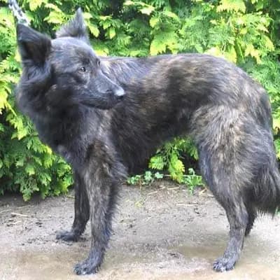 Holländischer Schäferhund (Langhaar) – Hunderasse