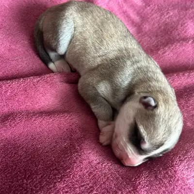 K... – Siberian Husky Welpe, Nordrhein-Westfalen, 由...饲养 Meister Pet'z