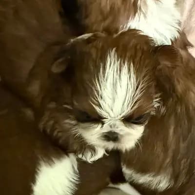 VDH Shih Tzu Zwinger hat wieder Welpen – Shih Tzu Welpe, Brandenburg, 由...饲养 Shih Tzu von Cyname’s