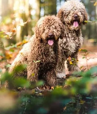 Spanischer Wasserhund – Hunderasse