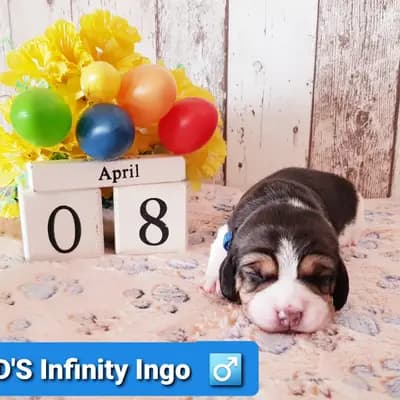 Ingo – Beagle Welpe, Bayern, 由...饲养 Master of Dumphill Beagle Kennel