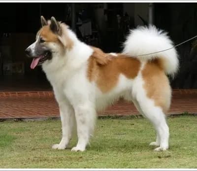 Thai Bangkaew Dog – Hunderasse