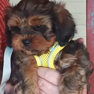 Locke – Shih Tzu Welpe, Niedersachsen, 由...饲养 Shihpoo von der Schleuse