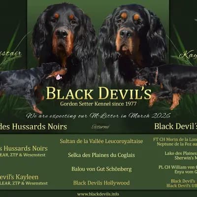 Gordon Setter Welpen – Gordon Setter Welpe, Bayern, 由...饲养 Black Devil´s