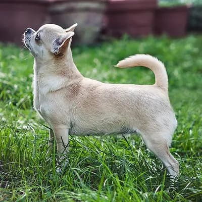 Chihuahua – Hunderasse