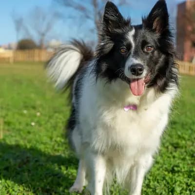 Border Collie – Hunderasse