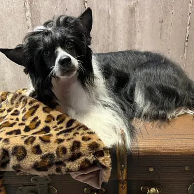 D-Wurf – 中国冠毛犬 Wurf, Hessen, 由...饲养 Like Ice in the Sunshine
