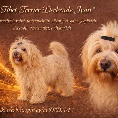 Deckrüde Tibet Terrier in gold (kein Zobel) mit Papieren (Champion) – Tibet Terrier Welpe, Nordrhein-Westfalen, 由...饲养 Stouky´s Tibet Terrier