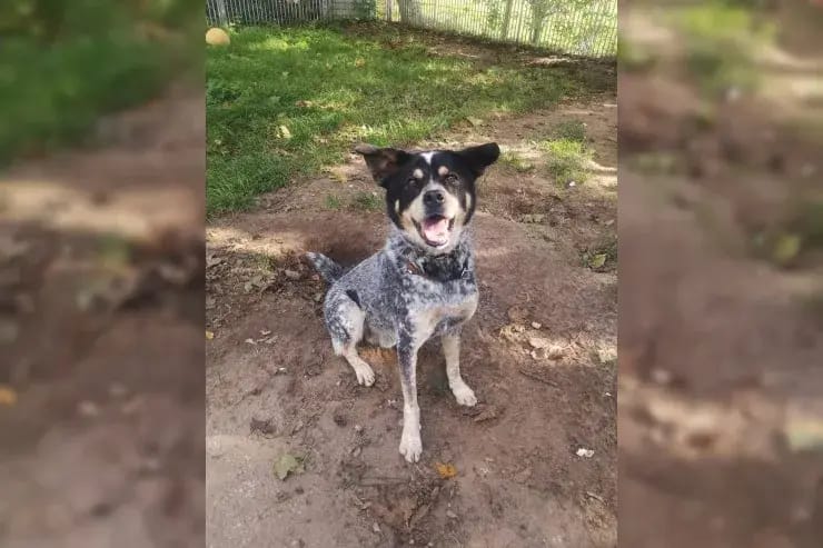 Jack gallery image 4