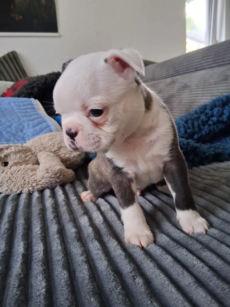 Ash – Boston Terrier Welpe – Bild 3