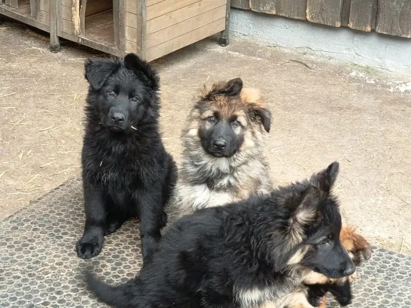 Altdeutsche Schäferhund-Welpen \"von der Hackermeile\" gallery image 4