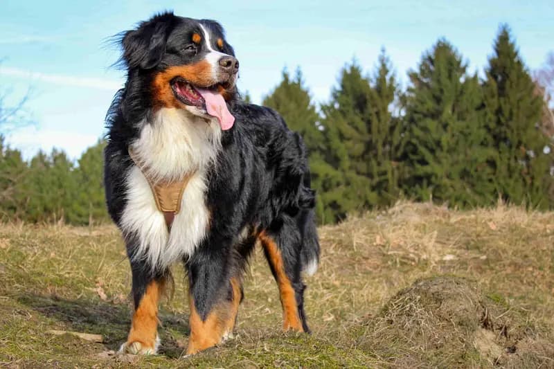Berner Sennenhund – hunderace