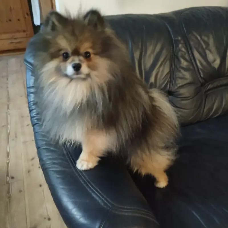 Zoltan's Russkoy Ravnini gallery image 2