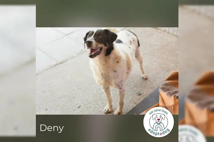 Deny gallery image 2