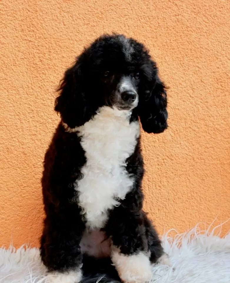 1. Maltipoo Zucht in Thüringen gallery image 3