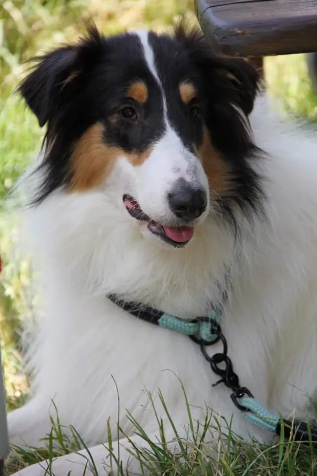 Collie of Golden Gate gallery image 4