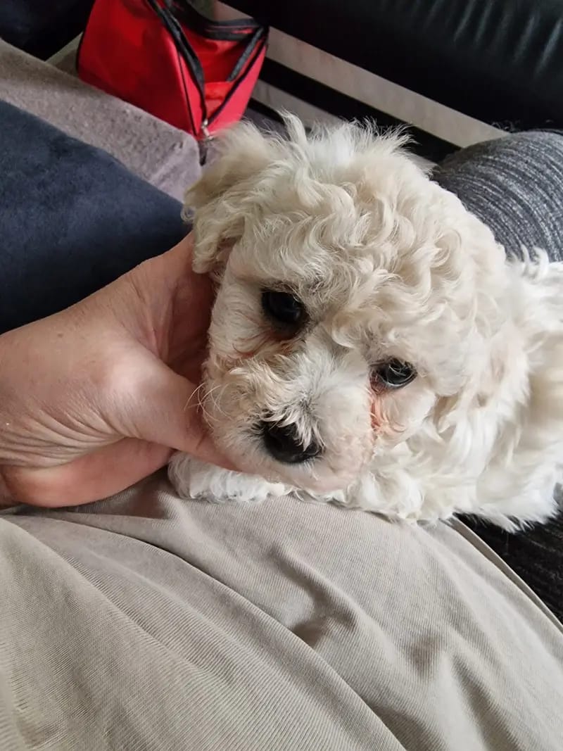 Bichon Frisé vom Teilungssee gallery image 4