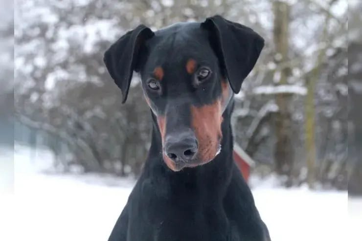 HUGO sucht sehr erfahrene Dobermann-Kenner gallery image 2