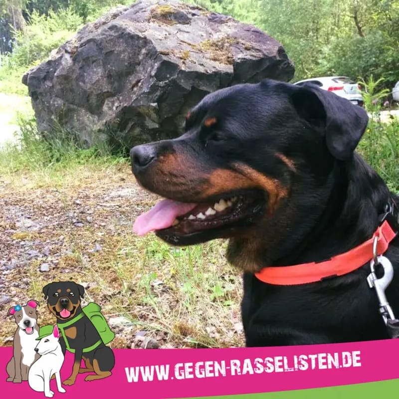 Rottweilerzwinger vom Weiltal gallery image 4