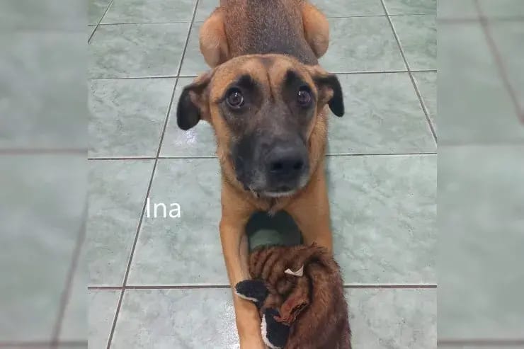 Ina gallery image 4