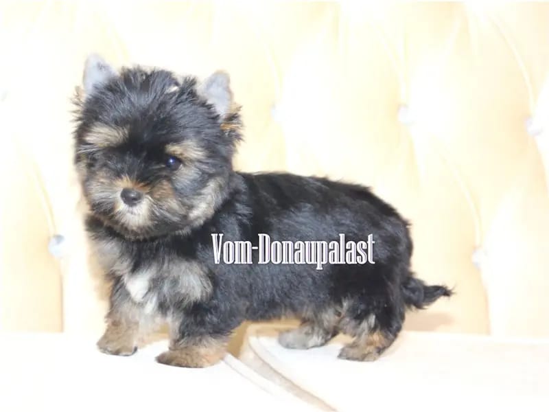 Yorkshire Terrier Rüde aus seriöser Hundezucht mit Ahnentafel. – Yorkshire Terrier Pup – Foto 4