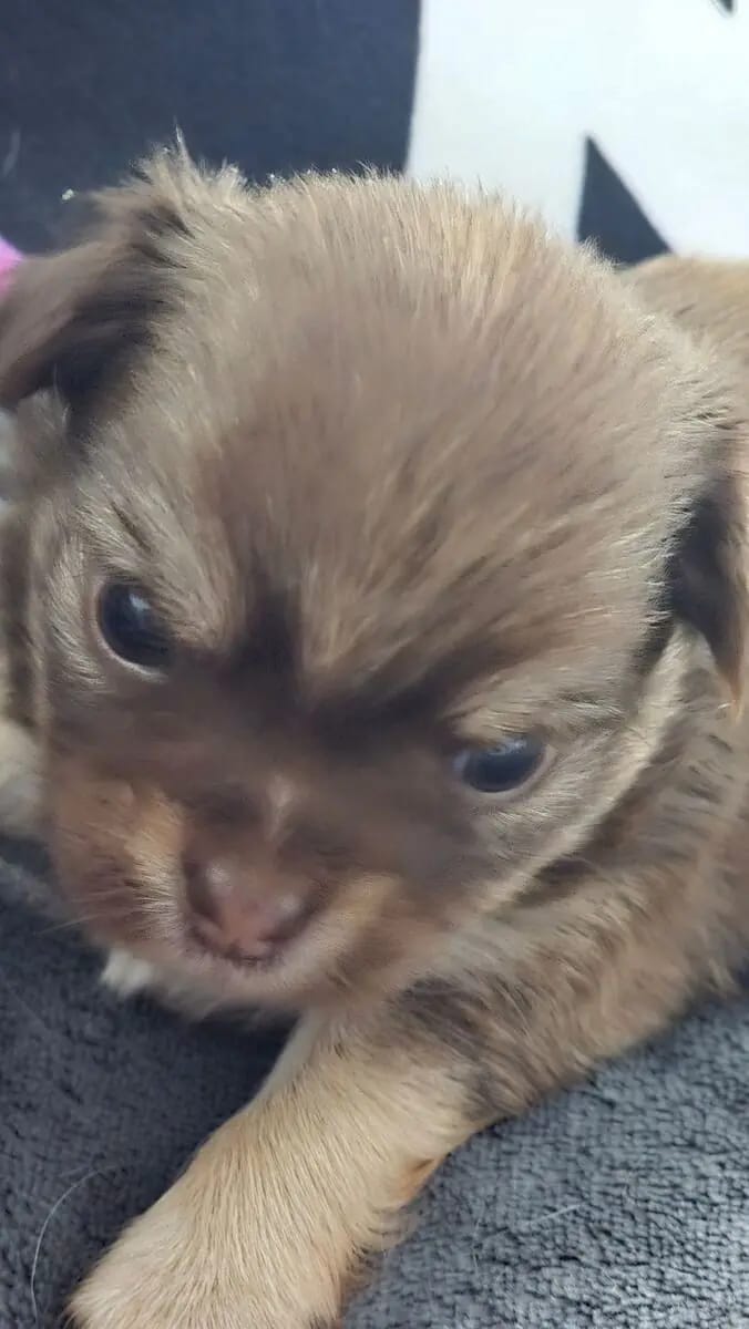 Chihuahua Rüde, LH, aus Körzucht gallery image 3